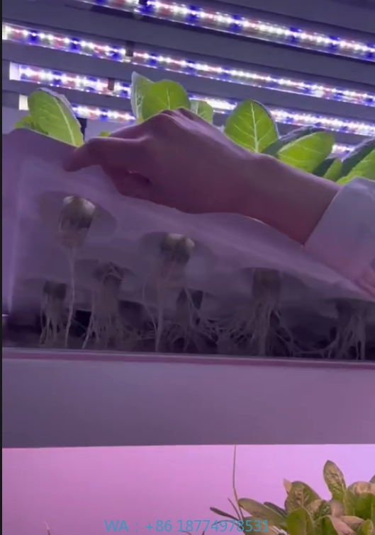 Sera Tarım Ekipmanları Mantar  - Agriculture Farming Systems incelemesi ve fiyatı