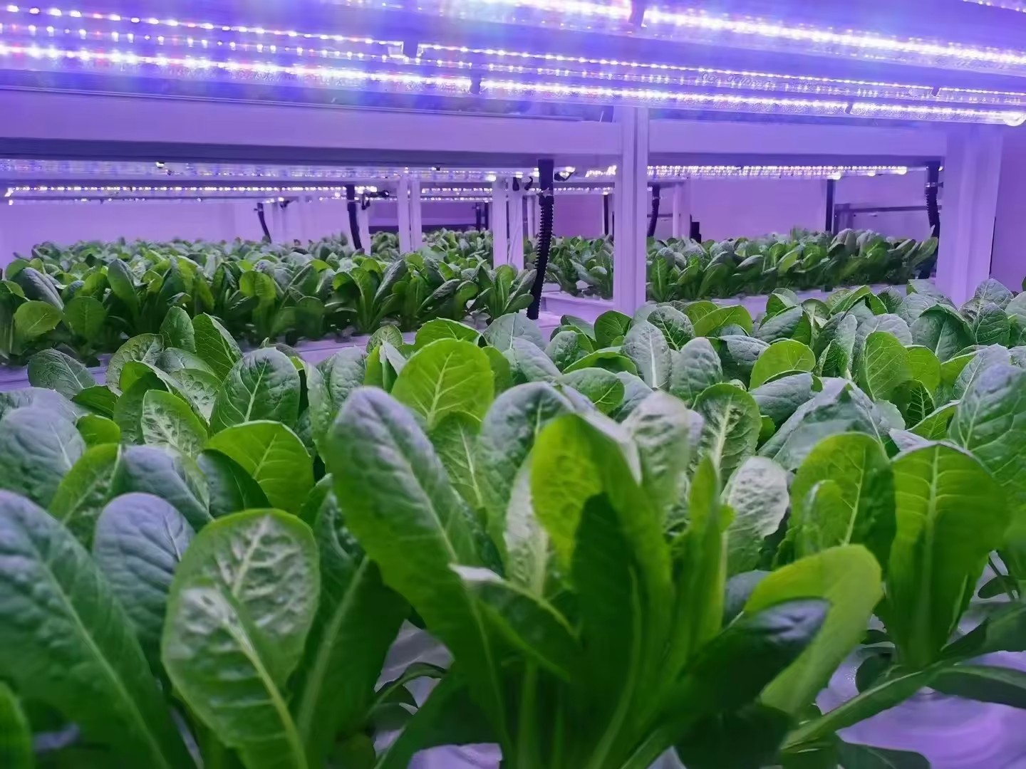 Sera Tarım Ekipmanları Mantar  - Agriculture Farming Systems incelemesi ve fiyatı