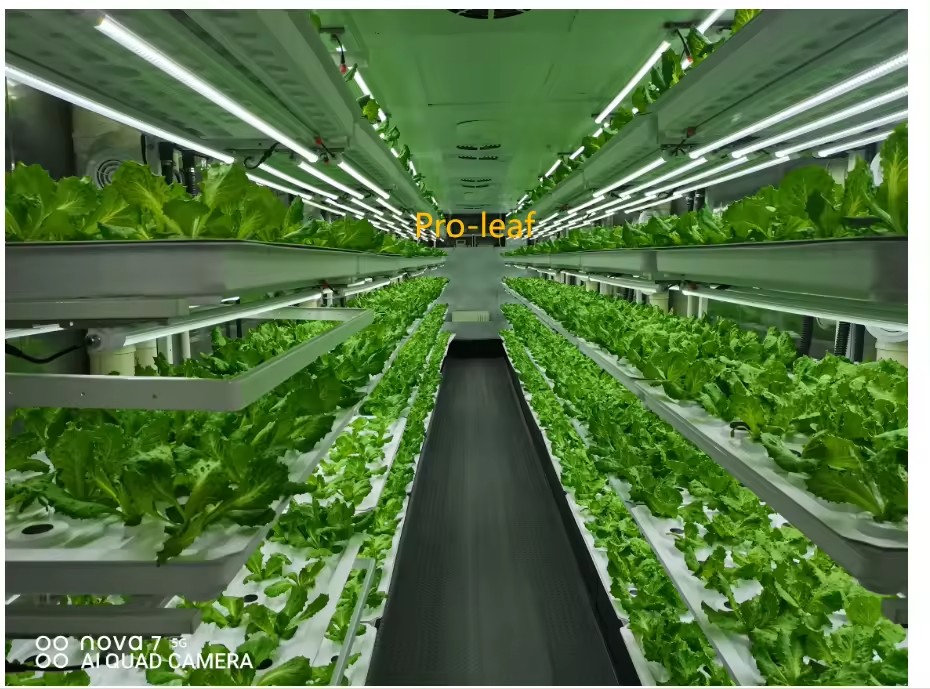 Sera Tarım Ekipmanları Mantar  - Agriculture Farming Systems incelemesi ve fiyatı