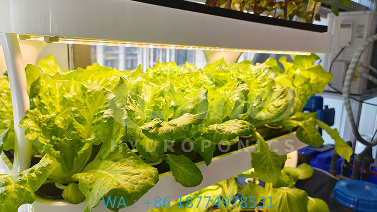 Sebze, Marul ve Çilek Yetiştir - Agriculture Farming Systems incelemesi ve fiyatı
